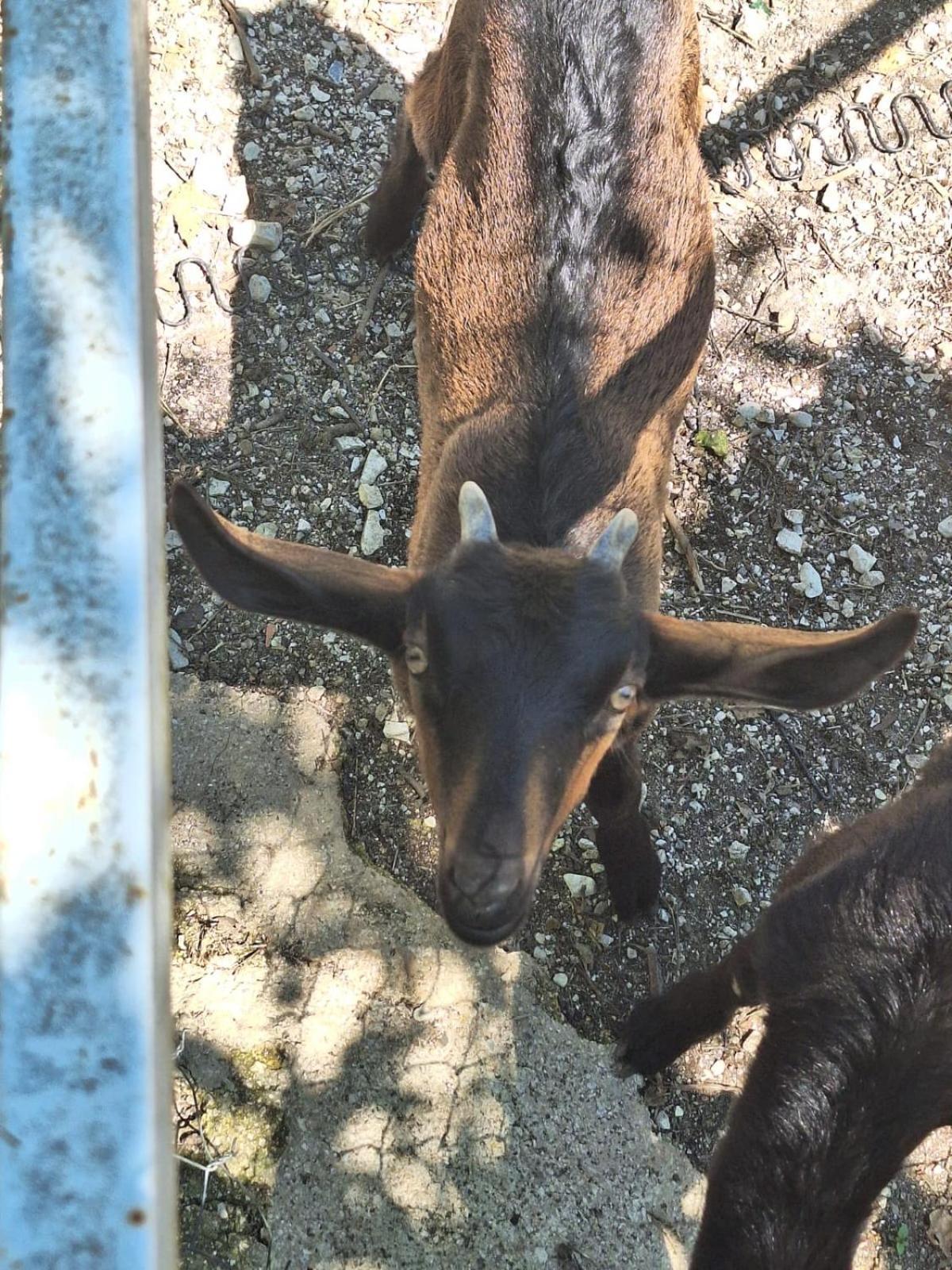 Veliu House & Farm Gospodarstwo agroturystyczne Gjirokastra